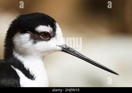 Schwarzhalsstelze (Himantopus mexicanus), Porträt. Stockfoto