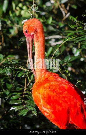 Scarlet Ibis (Eudocimus Ruber) Stockfoto