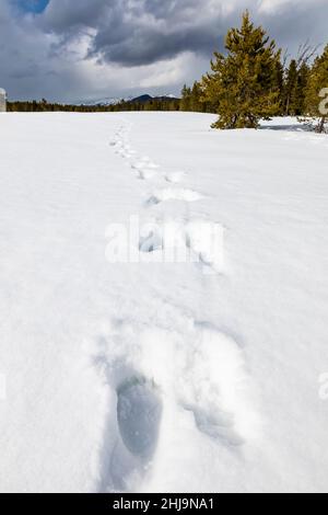 Spuren von Grizzly Bear 399, ursus arctos horribilis und ihren beiden Jungen des Jahres im Schnee im Grand Teton National Park, Wyoming, USA Stockfoto