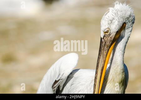 Dalmatinischer Pelikan (Pelecanus crispus), der seine Federn aufreibt. Stockfoto