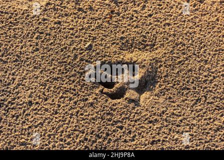 Hundepfote in nassem Sand am Strand Stockfoto