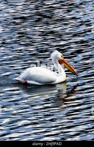 American White Pelican, Pelecanus erythrorhynchos, am Snake River im Grand Teton National Park, Wyoming, USA Stockfoto