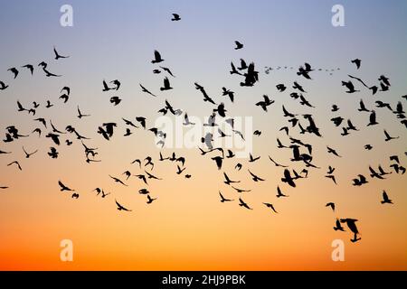 Eine große Schar von ziehenden, fliegenden schwarzen Vögeln scharten sich vor einem blauen und orangen Winteruntergang. Stockfoto