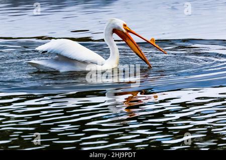 American White Pelican, Pelecanus erythrorhynchos, am Snake River im Grand Teton National Park, Wyoming, USA Stockfoto