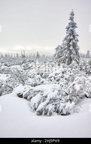 Winter Berglandschaft mit schneebedeckten Bäumen. Stockfoto
