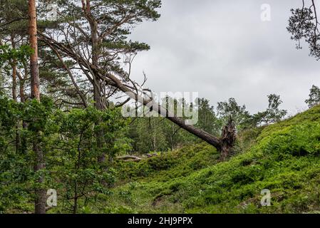 Großer Baum am Waldrand, der überwehte und entwurzelte Stockfoto