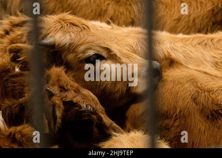 Eine Gruppe junger Kühe, die in einem Käfig eingesperrt sind, und ein Gesichtsbild Stockfoto