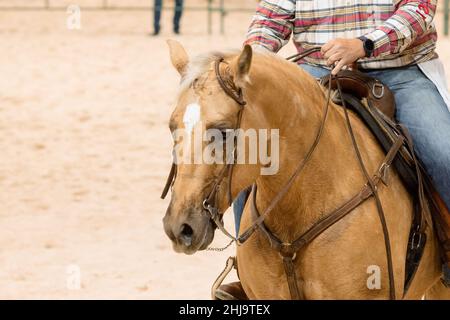 Gesichtsbildnis des palomino Quarter Horse Hengstes im Westernschnitt Stockfoto