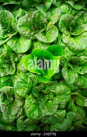 Landwirtschaftliche Fotografie von frischem grünem Butterkopfsalat, der in einem Frühlingsgarten wächst. Stockfoto