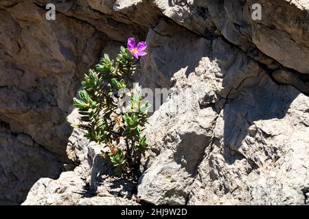 Weiße Steinrose, Cistus albidus, mit blühenden in rosa und wächst auf dem Felsen, Mallorca, Spannweite Stockfoto