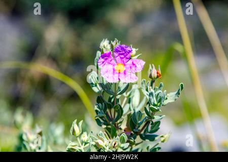 Weiße Steinrose, Cistus albidus, mit rosa Blume, Mallorca, Spannweite, Stockfoto