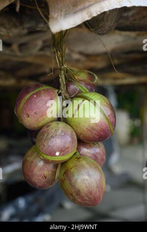 Foto zeigt mehrere lila tropische Früchte. Eine Frucht wird aufgeschnitten und das Innere ist sichtbar. Caimito Fruit stammt aus dem Dschungel der Dominikanischen Repu Stockfoto