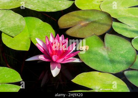 Lotusblume und grüne Blätter mit Frosch im Teich Stockfoto