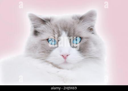 Ragdoll Cat Portrait mit blauen Augen isoliert auf rosa Hintergrund. Nahaufnahme. Geringe Schärfentiefe. SDF. Stockfoto