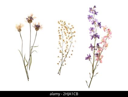 Getrocknete gepresste Blüten auf weißem Hintergrund Stockfoto
