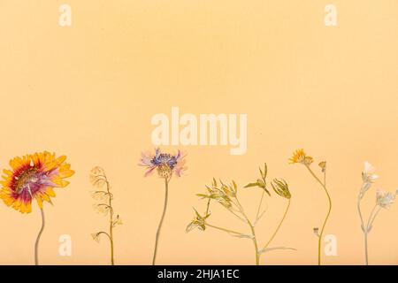 Komposition mit getrockneten gepressten Blüten auf beigem Hintergrund Stockfoto