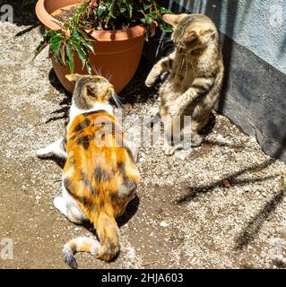 Zwei junge Katzen stellen sich im Spiel oder im echten Kampf in Jinotega, Nicaragua, gegeneinander auf. Stockfoto