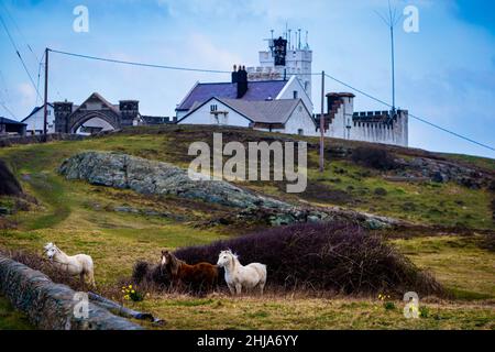 Pferde auf dem Feld neben der langen Straße, die zum historischen Point Lynas Leuchtturm führt, jetzt Trinity House als Privat- und Ferienhäuser Stockfoto