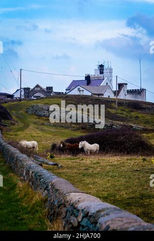 Pferde auf dem Feld neben der langen Straße, die zum historischen Point Lynas Leuchtturm führt, jetzt Trinity House als Privat- und Ferienhäuser Stockfoto