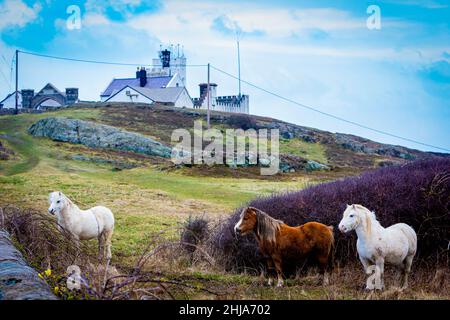 Pferde auf dem Feld neben der langen Straße, die zum historischen Point Lynas Leuchtturm führt, jetzt Trinity House als Privat- und Ferienhäuser Stockfoto