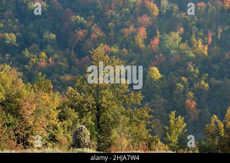 Rötlich auf den hügeln der langhe in Italien Stockfoto