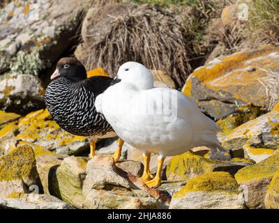 Ein Paar Kelpgänse, Chloephaga hybrida, auf New Island, Falkland Islands. Stockfoto