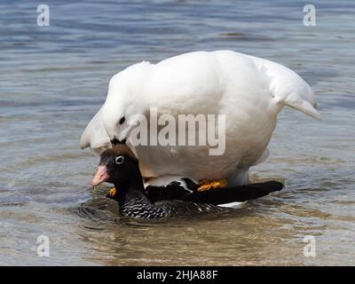 Ein Paarungspaar von Kelpgänsen, Chloephaga hybrida, auf West Point Island, Falkland Islands. Stockfoto