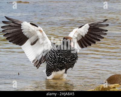 Eine Erwachsene weibliche Kelpgans, Chloephaga hybrida, reinigt seine Federn auf West Point Island, Falkland Islands. Stockfoto