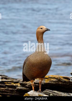 Eine Erwachsene weibliche Obergans, Chloephaga picta, auf der Insel Carcass, Falkland Islands. Stockfoto