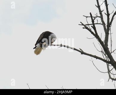 Der Erwachsene Weißkopfadler thront auf einem Ast Stockfoto