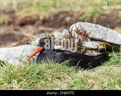 Adulter schwarzer Austernfischer, Haematopus ater, auf einem Nest auf Carcass Island, Falkland Islands. Stockfoto