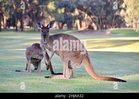 Zwei Kängurus, ein Erwachsener und ein joey, auf einem Golfplatz Fairway entlang des Murray River bei Coomealla bei Sonnenuntergang Stockfoto