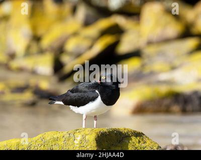 Adulter magellanischer Austernfischer, Haematopus leucopodus, auf New Island, Falkland Islands. Stockfoto