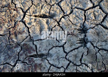 Einzigartige Känguru-Beutelpfote oder Fußabdrücke im trockenen gerissenen Schlamm und Schmutz in einem Billabong am Murray River in Australien Stockfoto