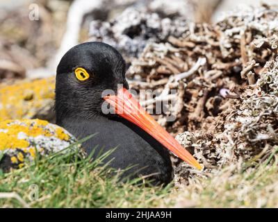Adulter Magellanischer Austernfischer, Haematopus leucopodus, auf seinem Nest auf der Carcass-Insel, Falkland-Inseln. Stockfoto
