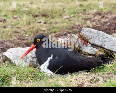 Adulter Magellanischer Austernfischer, Haematopus leucopodus, auf seinem Nest auf der Carcass-Insel, Falkland-Inseln. Stockfoto