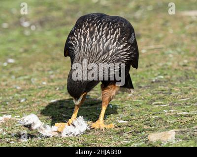 Eine Erwachsene gestreifte Karakara, Phalcoboenus australis, füttert auf New Island, Falklands, ein Pinguin-Küken. Stockfoto