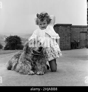 Die Lehrerin Sheila Collier rief das Register an und fand heraus, dass sie eine zusätzliche Schülerin hatte. Am Schultisch saß neben der vierjährigen Sally Ann Smith, eine riesige Golden Retriever, und Brandy, der Hund, wollte einfach nicht aus dem Klassenzimmer der Knolls Lane Primary School, Oldham, ragen. Es ist nicht jeder Hund, der einen Schultag hat - aber Frau Collier hat beschlossen, ihn bleiben zu lassen. Sally Ann hat den Hund, seit sie Kleinkind konnte. Brandy folgte ihr überall. Und als sie vor ein paar Tagen die Schule anfing, konnte er nicht verstehen, warum Sally ihn jeden Tag verließ, als sie immer spielten. 15th. September 1963. Stockfoto