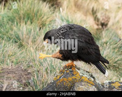 Eine Erwachsene gestreifte Karakara, Phalcoboenus australis, auf West Point Island, Falklands. Stockfoto