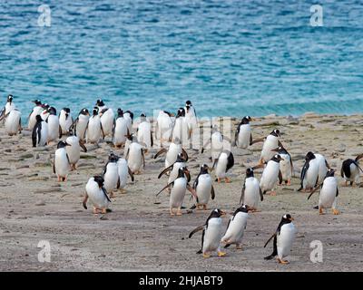 Gentoo-Pinguine, Pygoscelis papua, kommen auf der New Island, Falkland Islands, an Land. Stockfoto