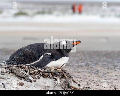 Gentoo-Pinguin, Pygoscelis papua, am Nistplatz auf Bull Point, East Island, Falklands. Stockfoto