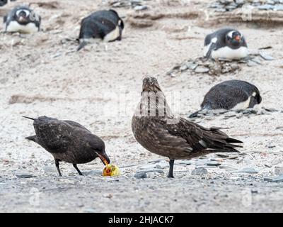 Ein Paar braune Skuas, Stercorarius antarcticus, stiehlt ein Gentoo-Pinguin-Ei in Bull Point, East Island, Falklands. Stockfoto