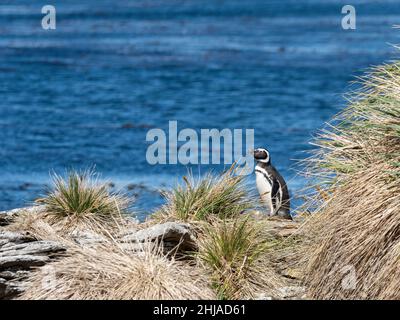 Erwachsener Magellanischer Pinguin, Spheniscus magellanicus, der vom Meer auf der Insel Carcass, Falklandinseln, zurückkehrt. Stockfoto