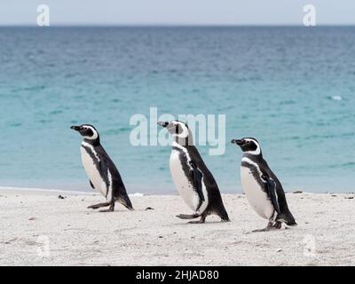 Erwachsene Magellanic-Pinguine, Spheniscus magellanicus, kehren vom Meer auf Bleaker Island, Falklands, zurück. Stockfoto