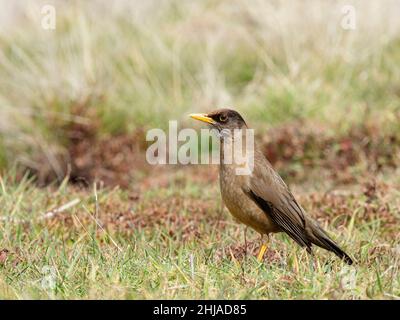 Eine Erwachsene austral-Drossel, Turdus falcklandii, auf der Carcass-Insel, Falkland-Inseln. Stockfoto
