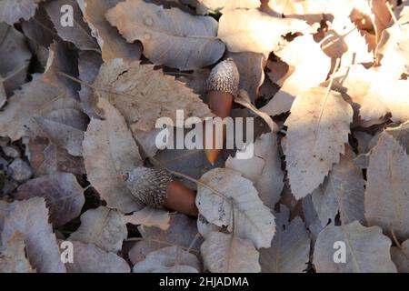 Eine Nahaufnahme von zwei Eicheln auf einem Herbstlaub Stockfoto