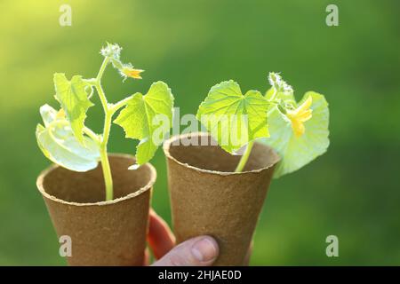 Gurken Sämlinge in Torftöpfen auf grünem Gartenhintergrund. Gartenarbeiten im Frühling. Blühende Setzlinge in Torfbechern im Frühlingsgarten in der Sonne. Stockfoto