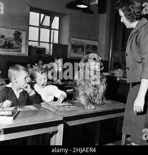 Die Lehrerin Sheila Collier rief das Register an und fand heraus, dass sie eine zusätzliche Schülerin hatte. Am Schultisch saß neben der vierjährigen Sally Ann Smith, eine riesige Golden Retriever, und Brandy, der Hund, wollte einfach nicht aus dem Klassenzimmer der Knolls Lane Primary School, Oldham, ragen. Es ist nicht jeder Hund, der einen Schultag hat - aber Frau Collier hat beschlossen, ihn bleiben zu lassen. Sally Ann hat den Hund, seit sie Kleinkind konnte. Brandy folgte ihr überall. Und als sie vor ein paar Tagen die Schule anfing, konnte er nicht verstehen, warum Sally ihn jeden Tag verließ, als sie immer spielten. 15th. September 1963. Stockfoto