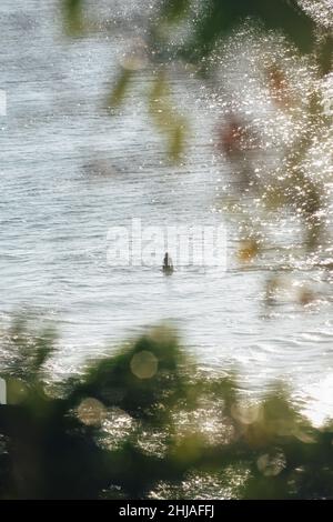 Noosa Heads, Queensland, Australien Stockfoto