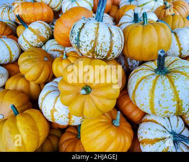 Vielfältiges Kürbissortiment auf dem Markt. Herbsternte. Eine Menge Mini-Kürbis auf dem Bauernmarkt im Freien Stockfoto